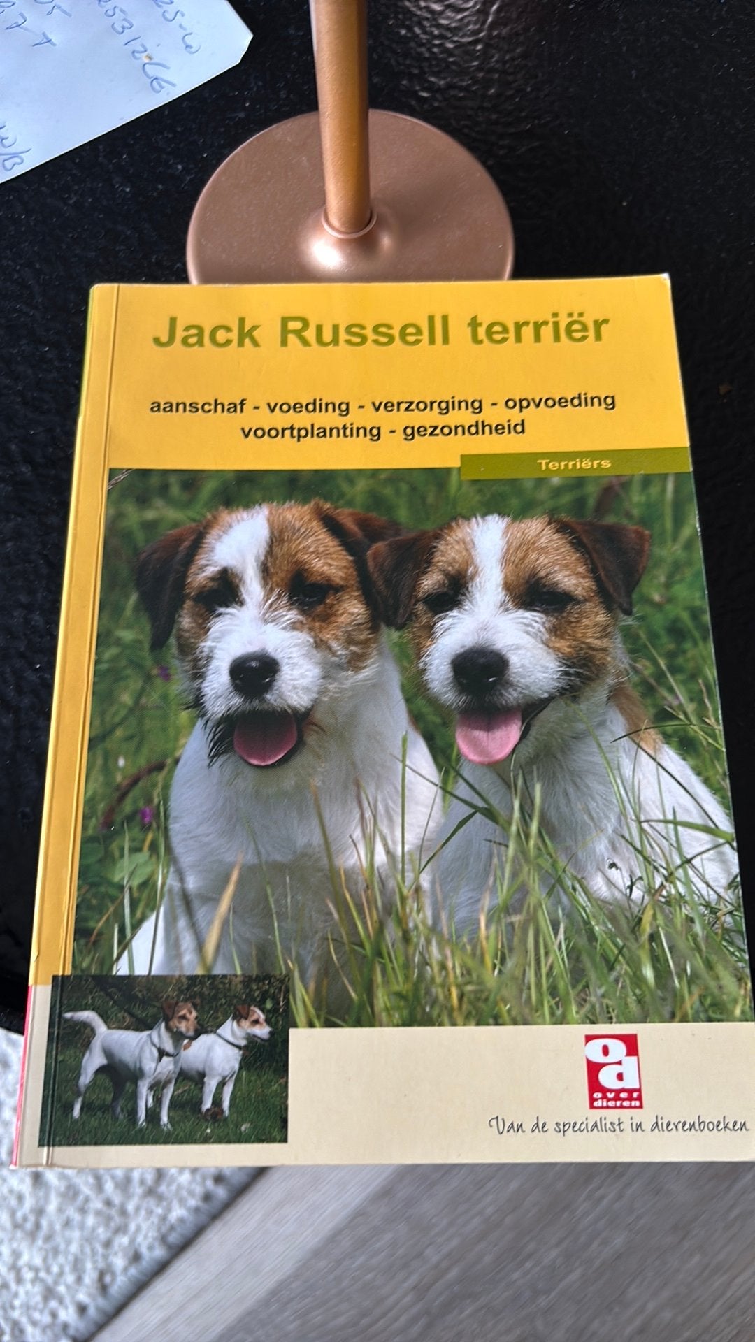 Jack Russel terrier, Ophalen of Verzenden, Zo goed als nieuw, Honden
