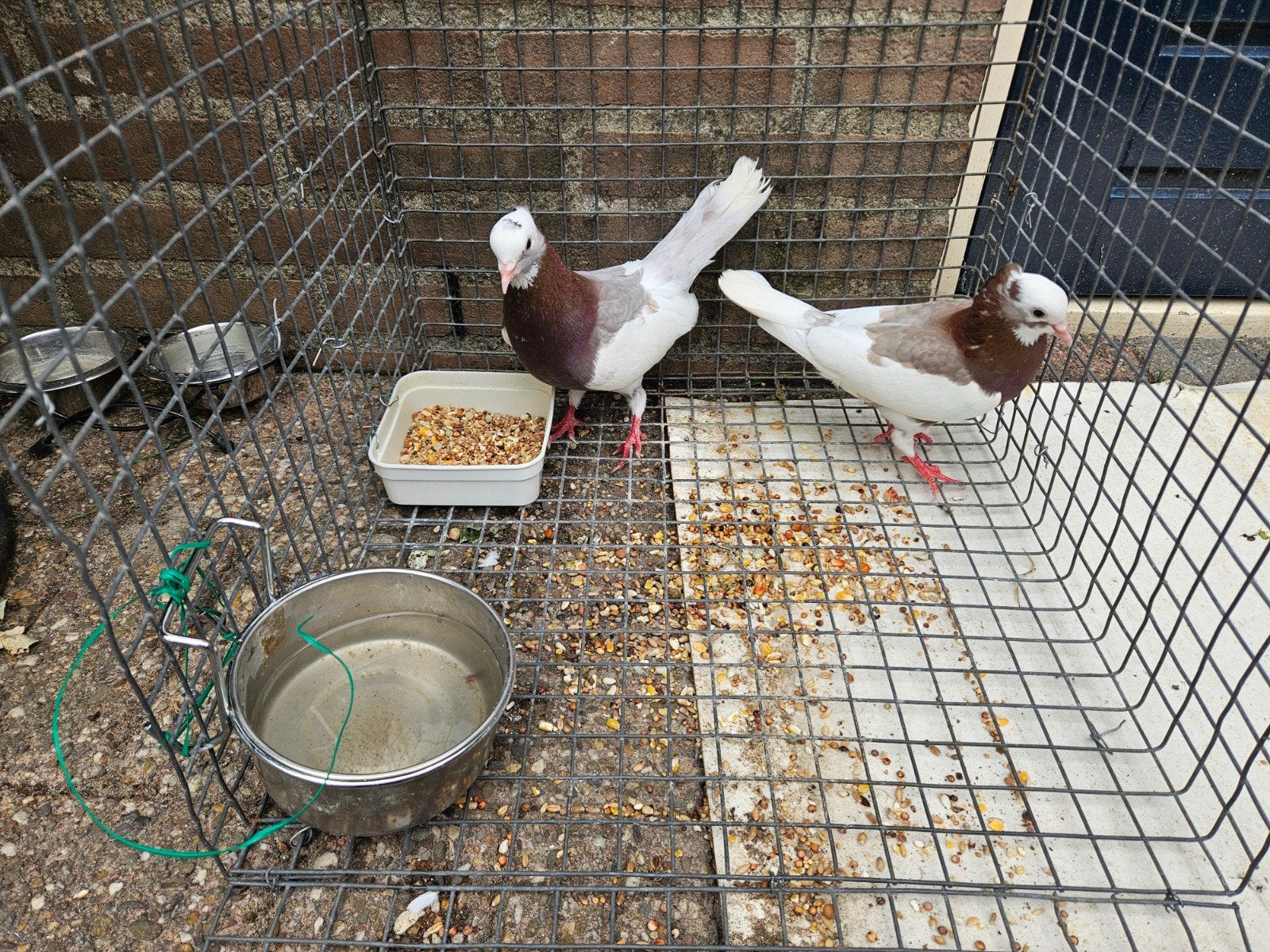Takla hoogvlieger duivin, Dieren en Toebehoren, Vogels | Duiven