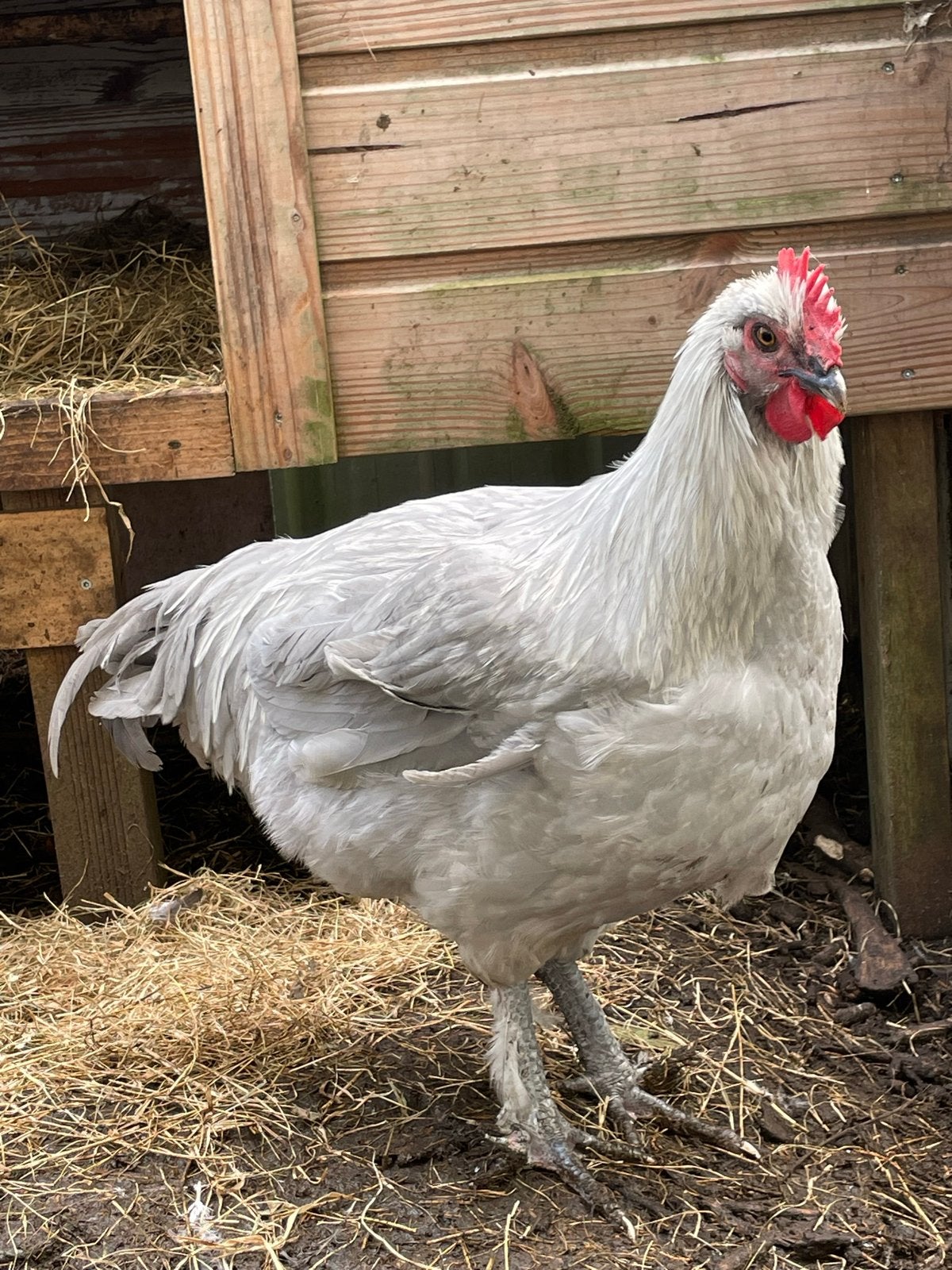 Gezocht! Lavendel marans haan!, Dieren en Toebehoren, Mannelijk, Kip