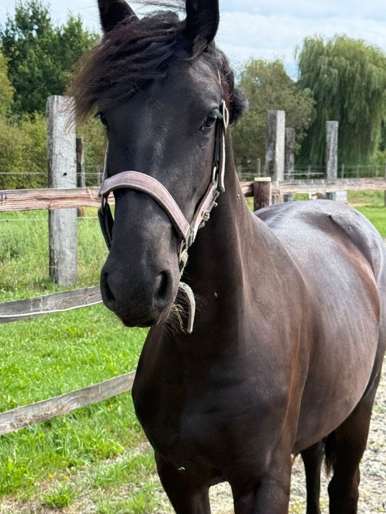 Friese jaarling merrie, Merrie, Minder dan 160 cm, 0 tot 2 jaar