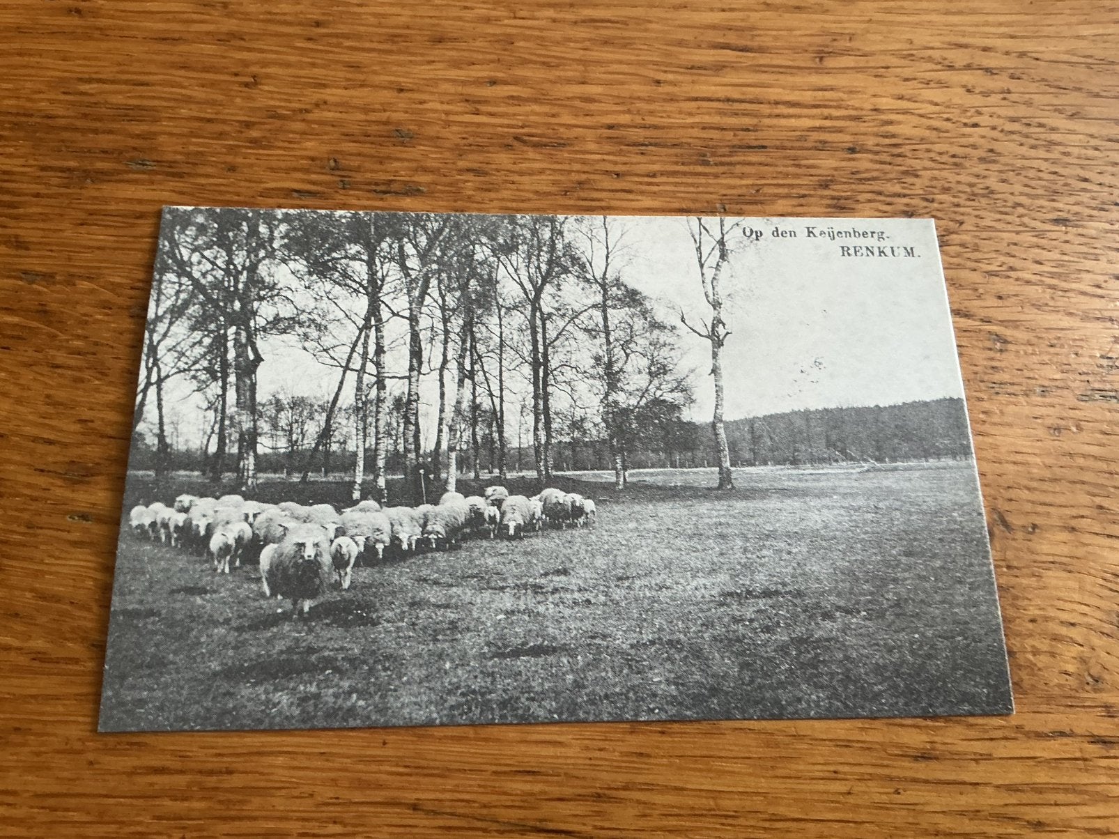 O617 Renkum schapen REPRODUCTIE, Ophalen of Verzenden, Zuid-Holland