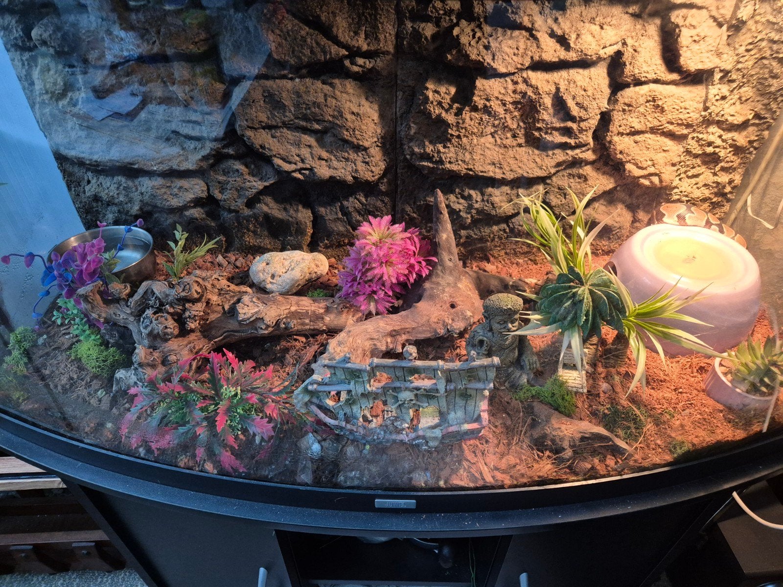 01 pastel NK 25Python regius Ball Python photo 4