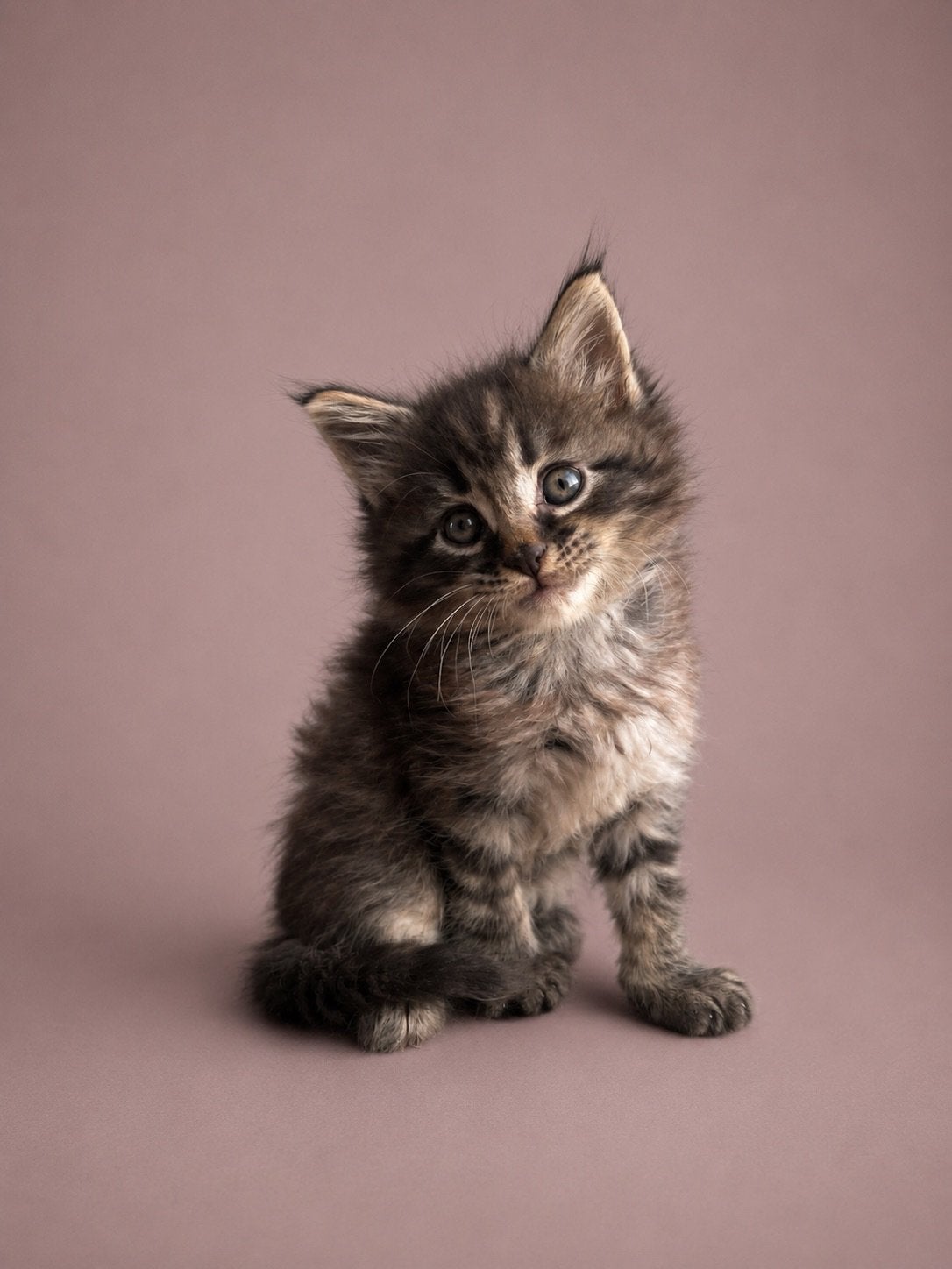 Prachtige Maine Coon kittens zoeken een liefdevol thuis, Dieren en Toebehoren, Katten en Kittens | Raskatten | Langhaar, Meerdere dieren