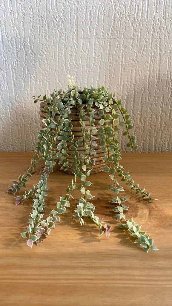Dischidia Ruscifolia Variegata, Huis en Inrichting, Kamerplanten, Ophalen of Verzenden, Halfschaduw, Minder dan 100 cm