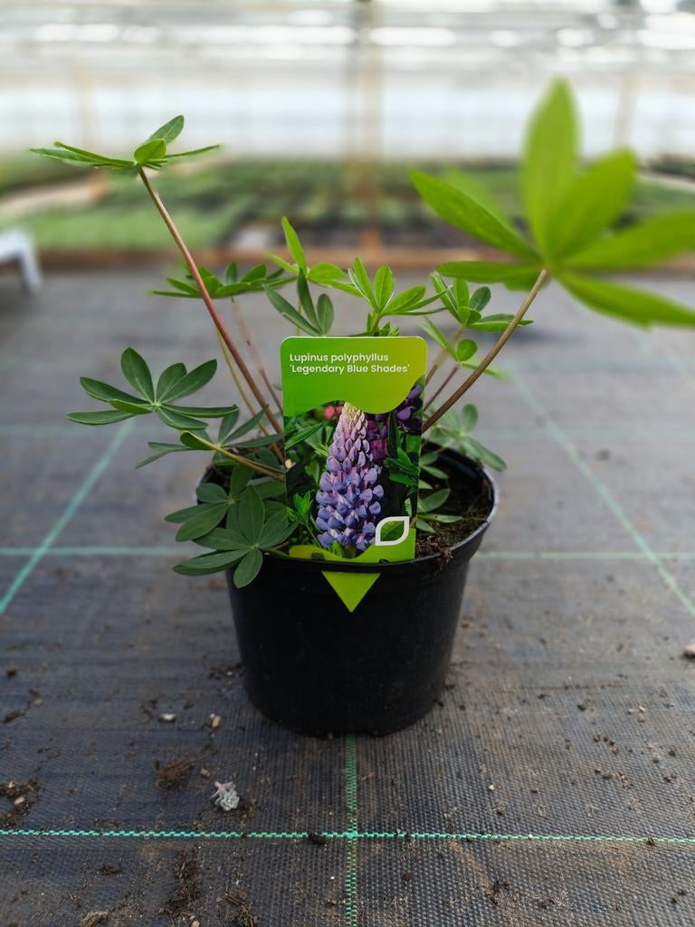 Lupinus 2 liter pot, Ophalen, Vaste plant, Overige soorten, Halfschaduw