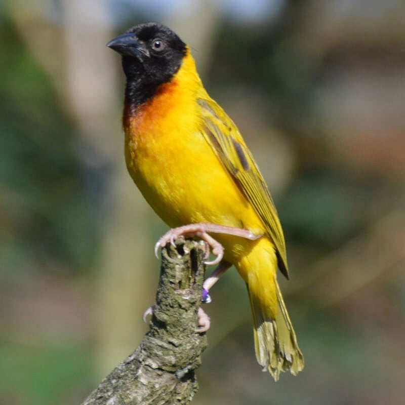 Zwartkopwever man, Mannelijk, Tropenvogel