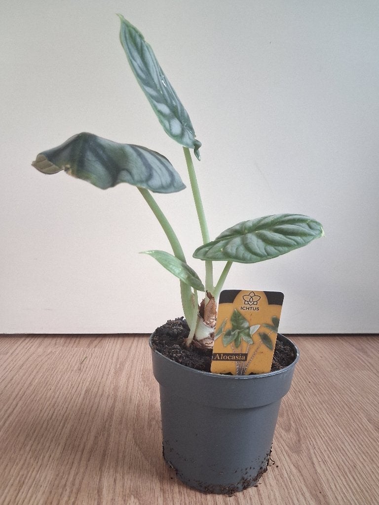 Alocasia Baginda 'Silver Dragon' - Olifantsoor H: 35 cm., Huis en Inrichting, Kamerplanten, Ophalen, Overige soorten, Halfschaduw