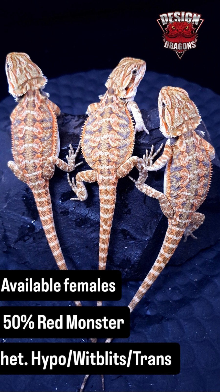 50% Red Monster Tiger dames baardagaam Bearded Dragon - female for sale from Design Dragons