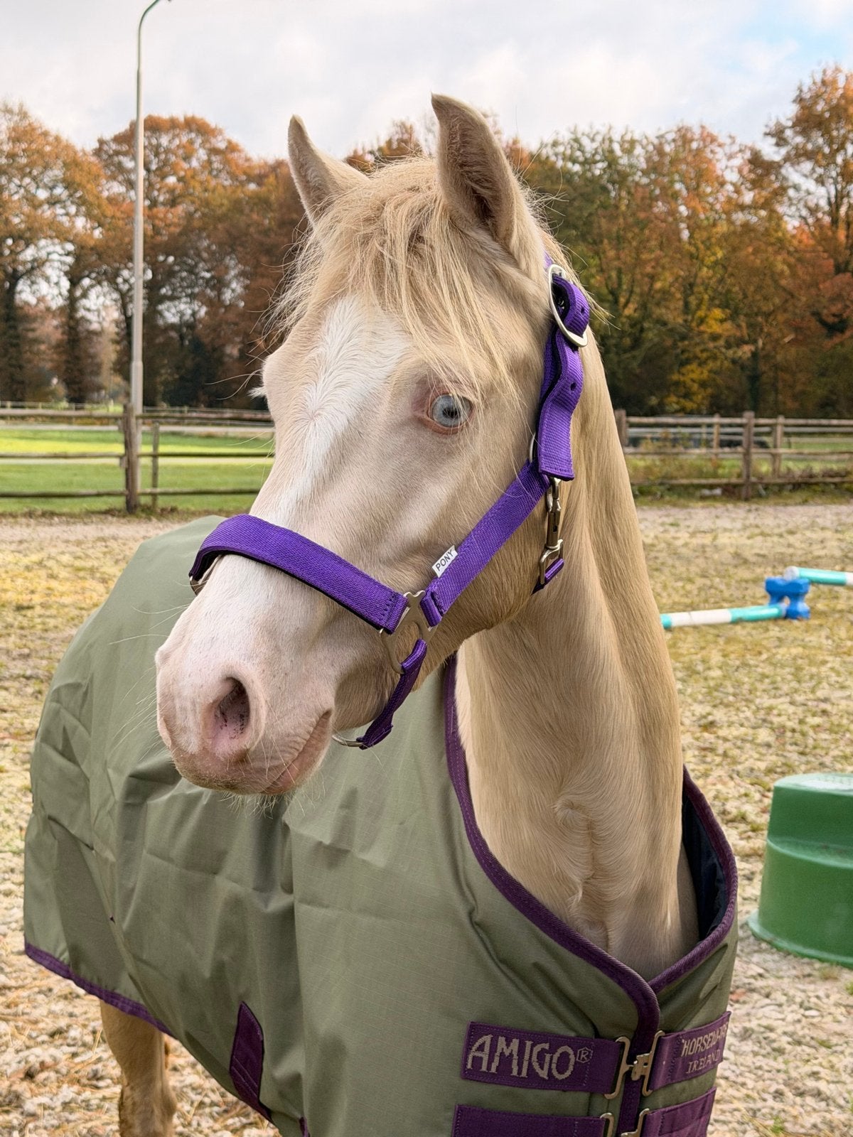 Allerknapste welsh b pony., Dieren en Toebehoren, Met stamboom, Ruin, Dressuurpony, Zadelmak