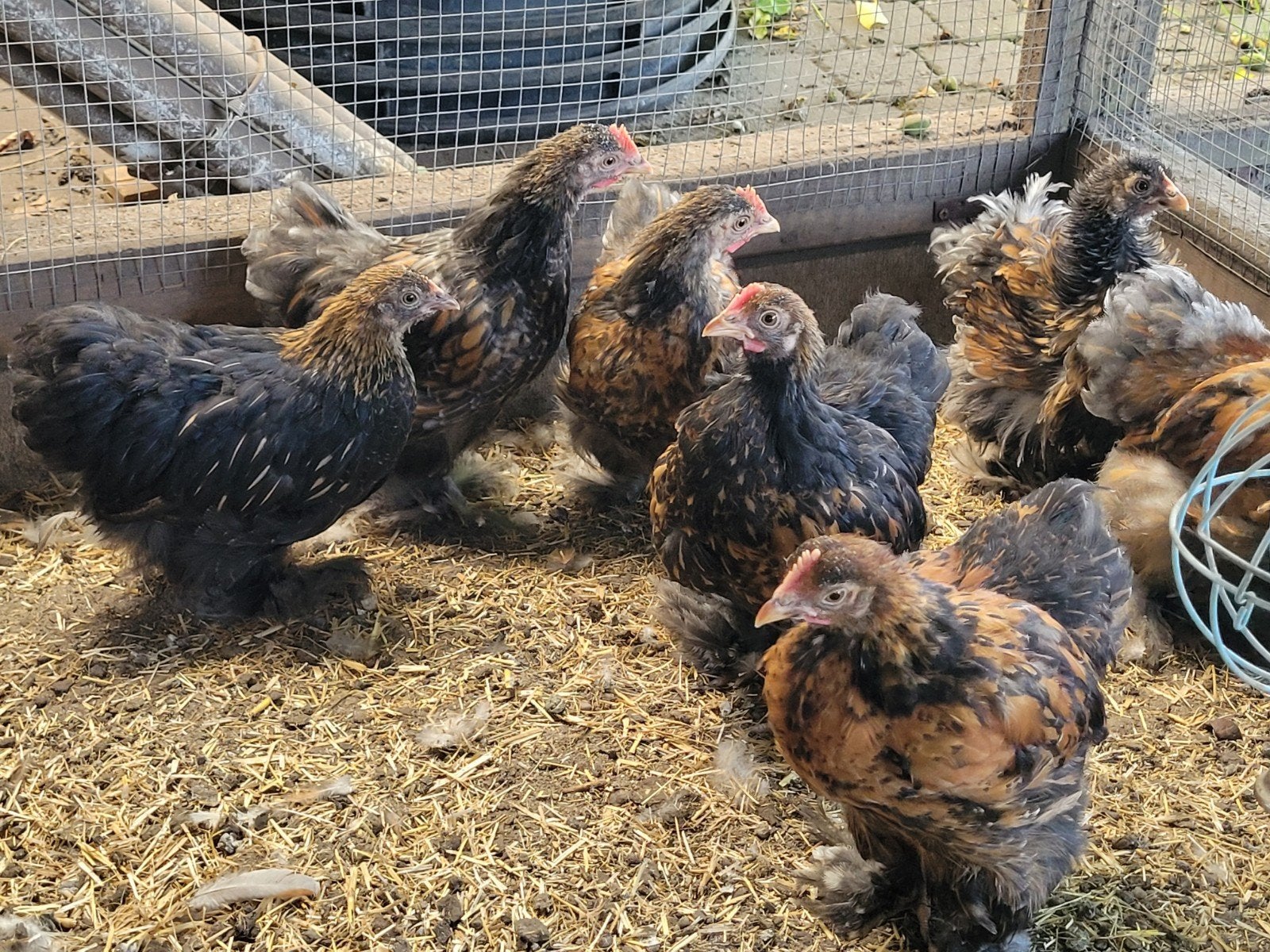 Cochin kriel haantjes, Dieren en Toebehoren, Pluimvee, Mannelijk, Kip