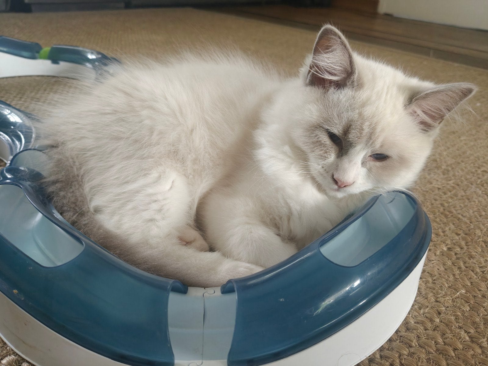 Ragdoll kitten direct beschikbaar!, Dieren en Toebehoren, Meerdere dieren