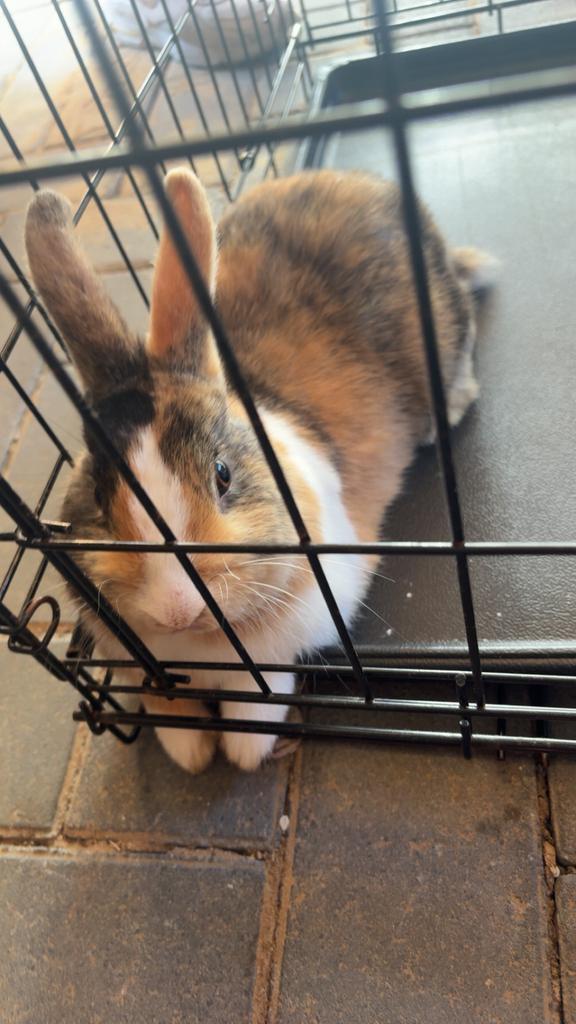 Baby konijntjes in verwachting, Dieren en Toebehoren, Meerdere dieren, Dwerg