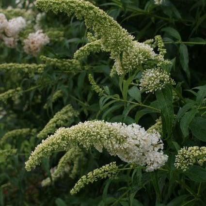 witte clinderstruik budlria, Tuin en Terras, Ophalen, Overige soorten, Struik, 100 tot 250 cm