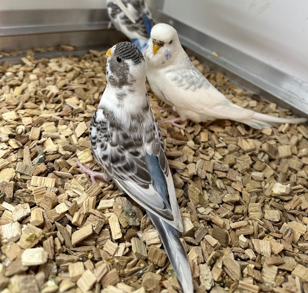 Split blackface x bont grasparkieten, Meerdere dieren, Parkiet