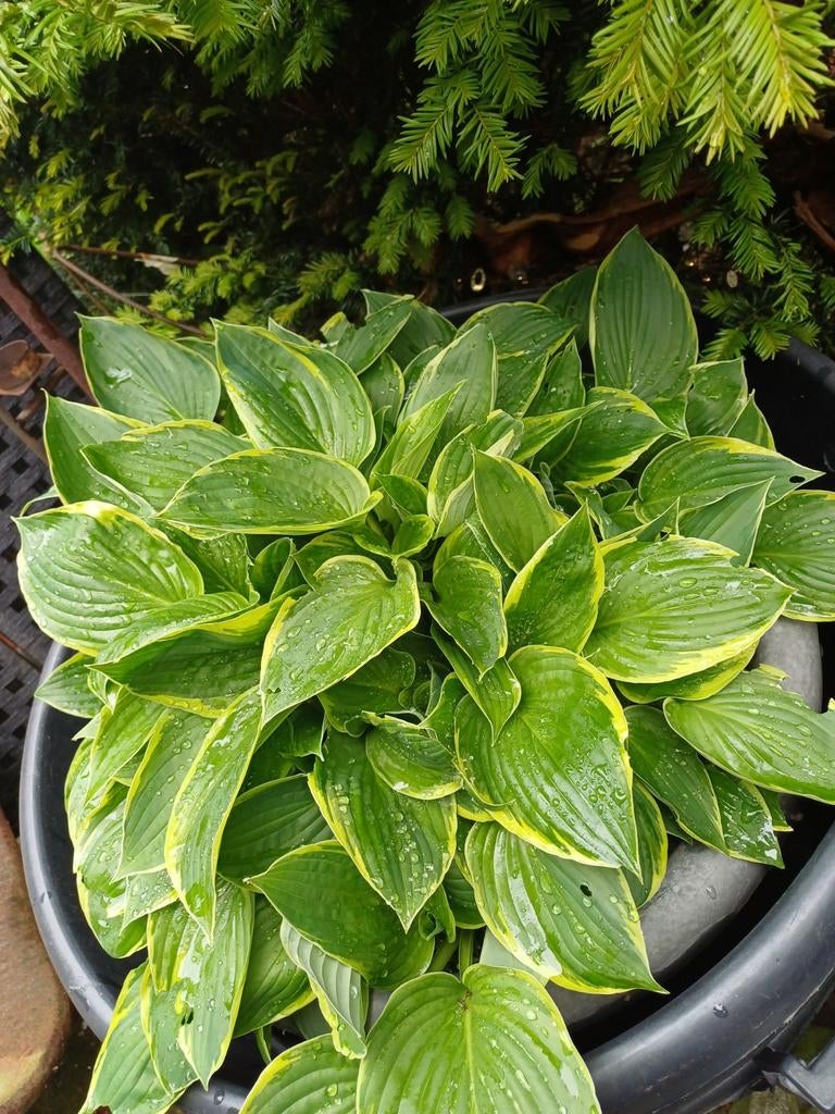Grote bonte Hosta in grote pot., Ophalen, Overige soorten, Halfschaduw