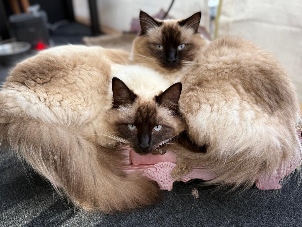 Herplaatsing 2 Ragdoll Seal Pointed zusjes (2 jaar), Poes, Gechipt, 0 tot 2 jaar