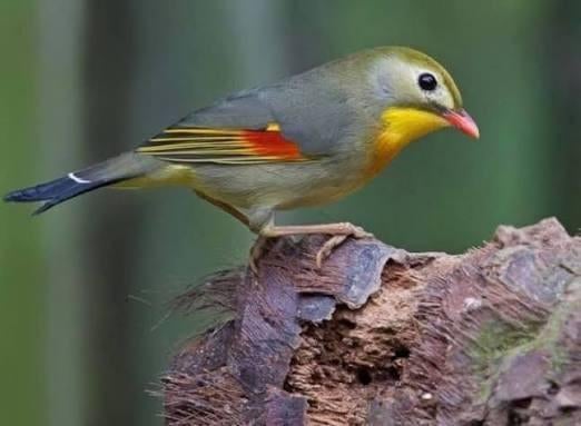 Prachtig koppel Japanse Nachtegalen, Meerdere dieren, Tropenvogel, Geringd