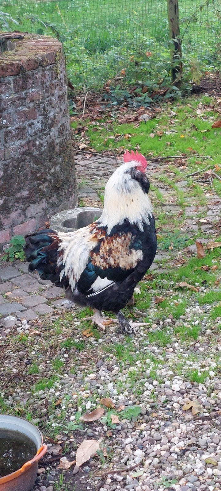 pluimvee, Dieren en Toebehoren, Mannelijk, Kip