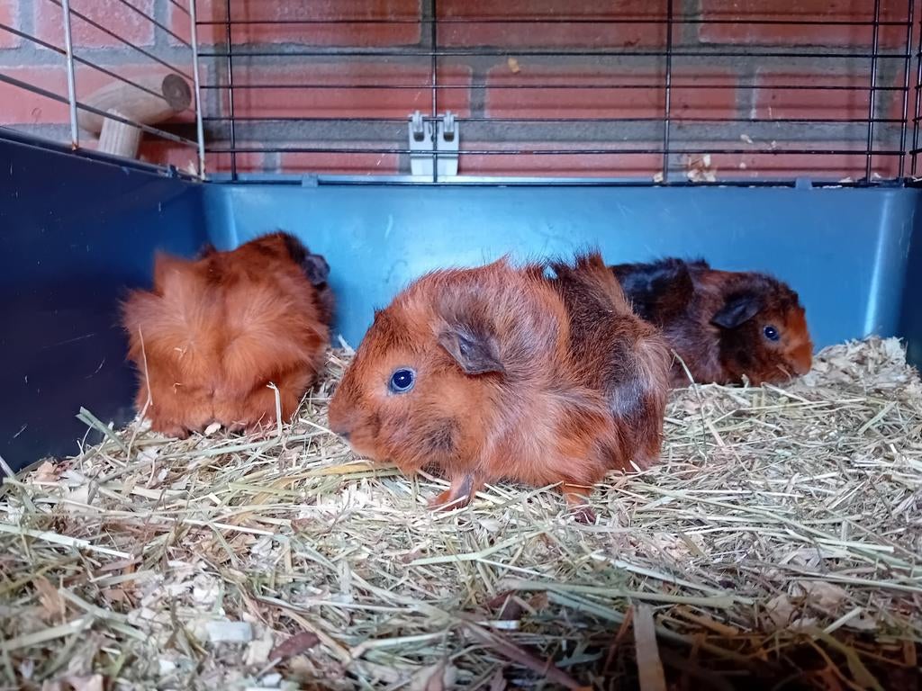 Cavia beertjes, Dieren en Toebehoren, Knaagdieren, Cavia, April, Mannelijk, Tam