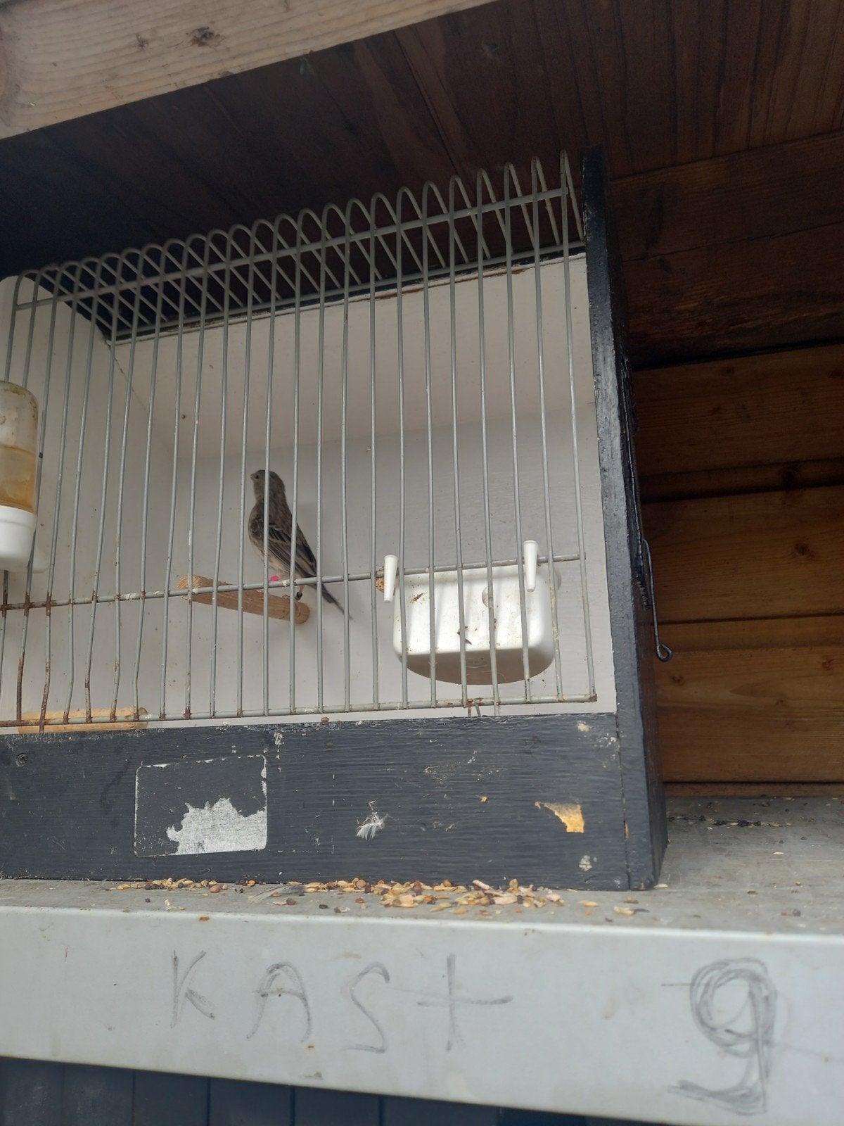 Bastaard edelzanger, Ophalen, Metaal, Vogelkooi