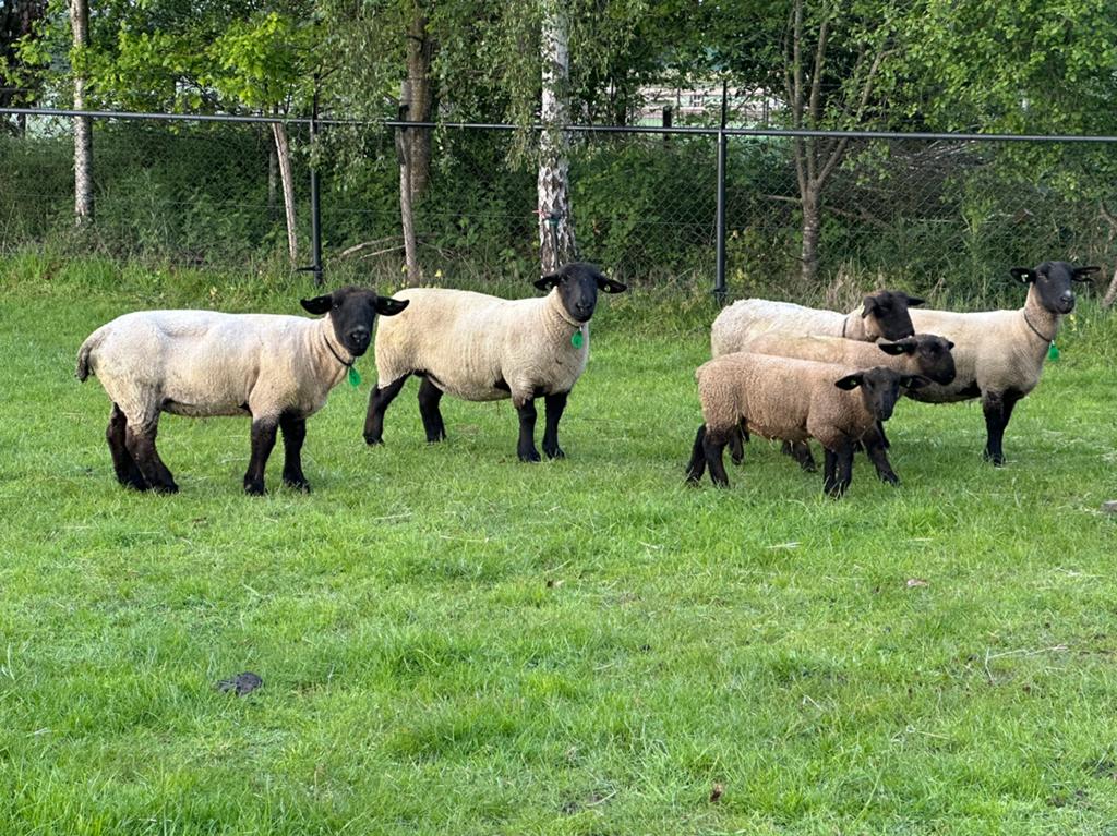 Suffolk ooien stamboek, Dieren en Toebehoren, Schapen, Geiten en Varkens, Vrouwelijk, Schaap