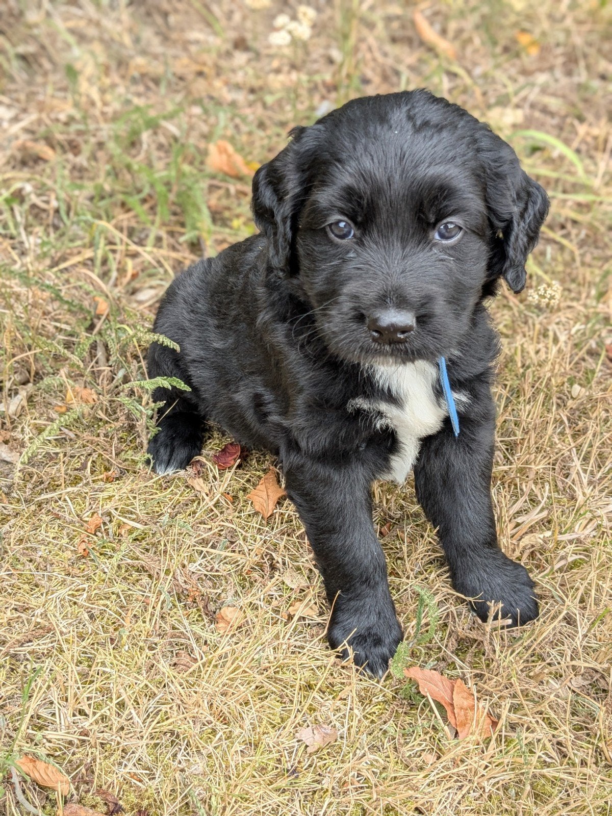 Mooie Golden retriever x Friese stabij pups, Overige rassen, 8 tot 15 weken, Meerdere, Meerdere dieren
