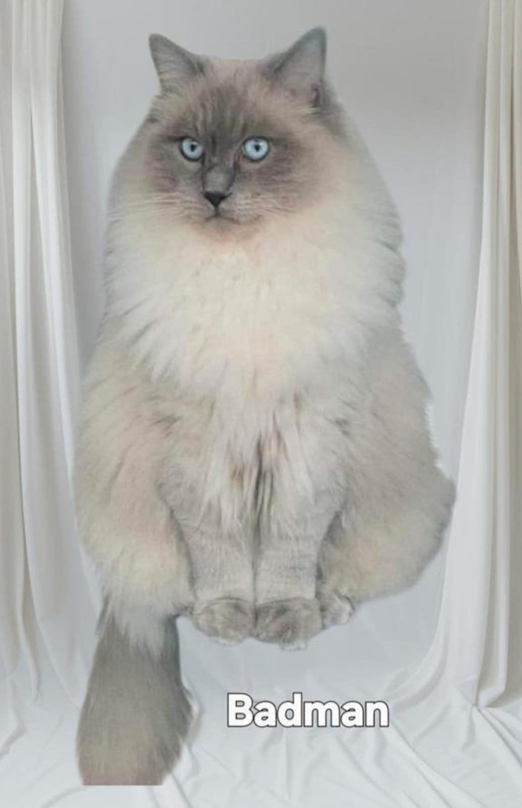 Ragdoll dekkater  heel veel ervaring voor onzeker poezen., Dieren en Toebehoren, Katten en Kittens | Dekkaters, 3 tot 5 jaar