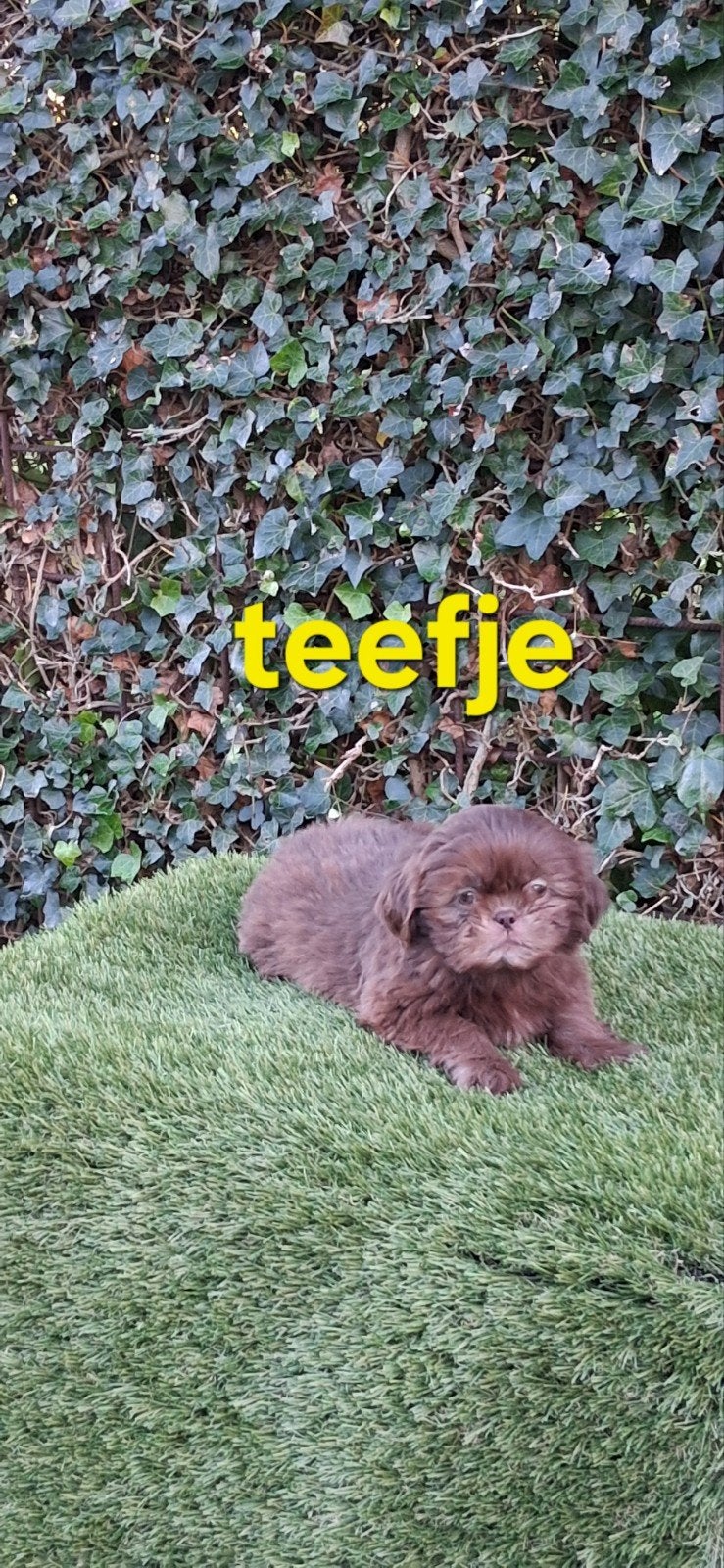 te koop mooie speelse kleinblijvende boomer pups, Overige rassen, CDV (hondenziekte), 8 tot 15 weken, Teef