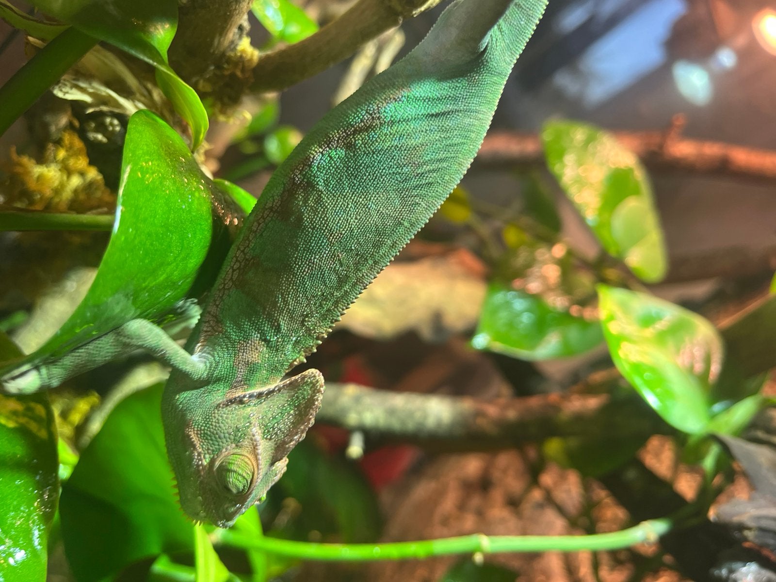 Jemenkameleon man met terrarium Chameleon photo 4
