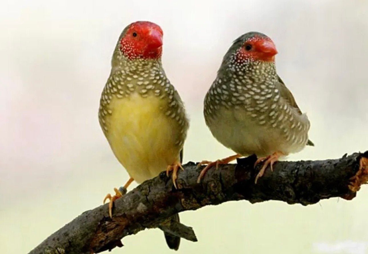 Koppel binsenastrilde, Dieren en Toebehoren, Vogels | Overige Vogels, Meerdere dieren, Geringd