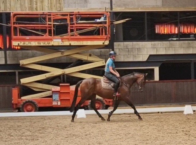 Super brave allround merrie(E pony), Merrie, Minder dan 160 cm, 3 tot 6 jaar, Recreatiepaard