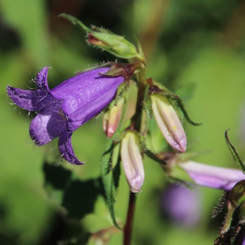 Zaden Campanula trachelium, Tuin en Terras, Ophalen of Verzenden, Volle zon