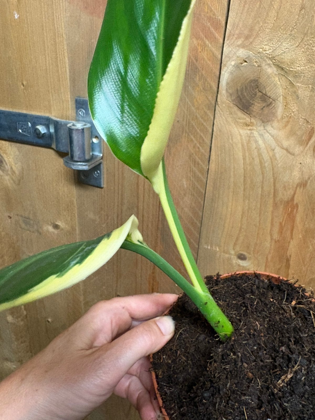 Strelitzia reginae cream creme albo variegata plant, Ophalen of Verzenden, Halfschaduw, Minder dan 100 cm