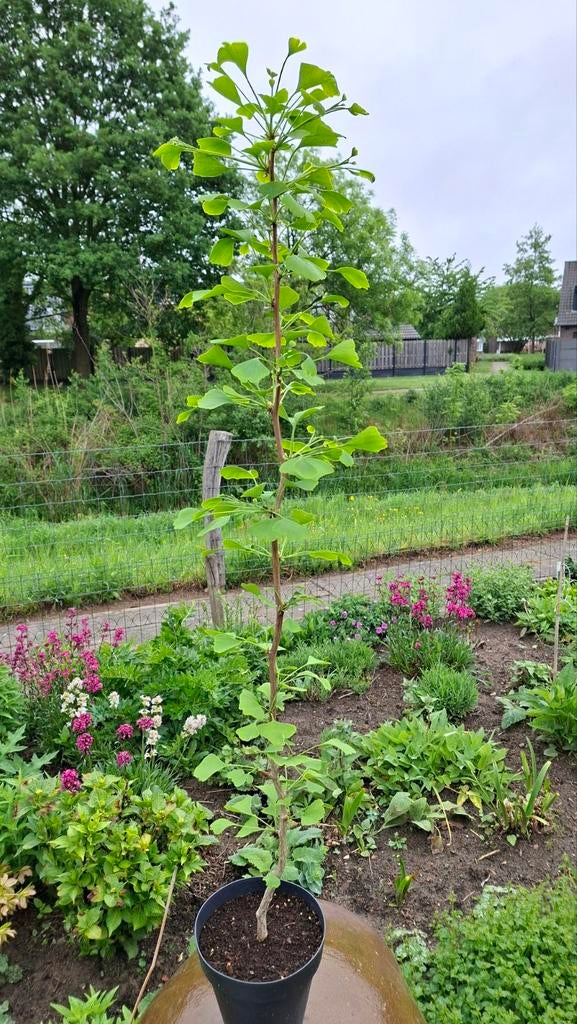 Ginkgo Biloba in pot p20. Japanse notenboom., Tuin en Terras, Planten | Bomen, Ophalen