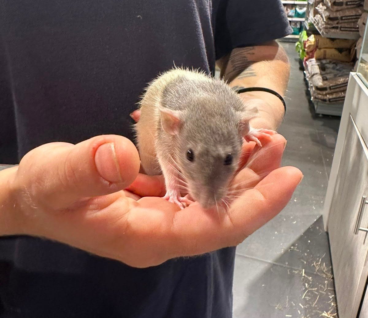 Ratjes dwerg en gewone super lief en super tam., Rat, Juli, Meerdere dieren, Tam