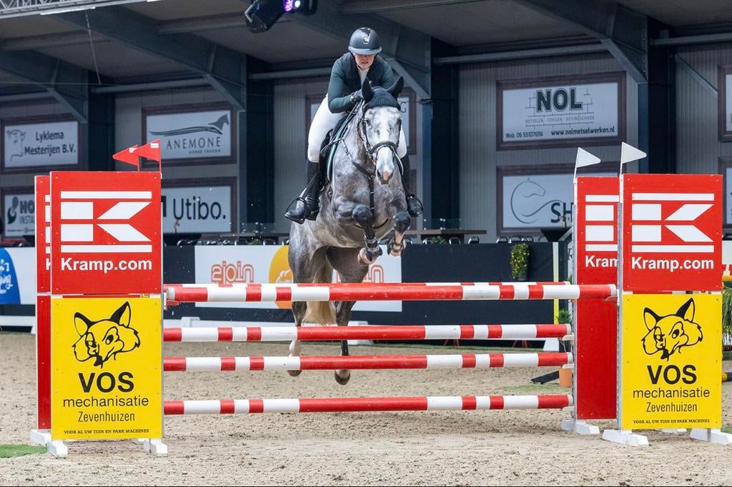 Grote schimmelmerrie, Dieren en Toebehoren, Paarden, Merrie, Springpaard, Met stamboom, L