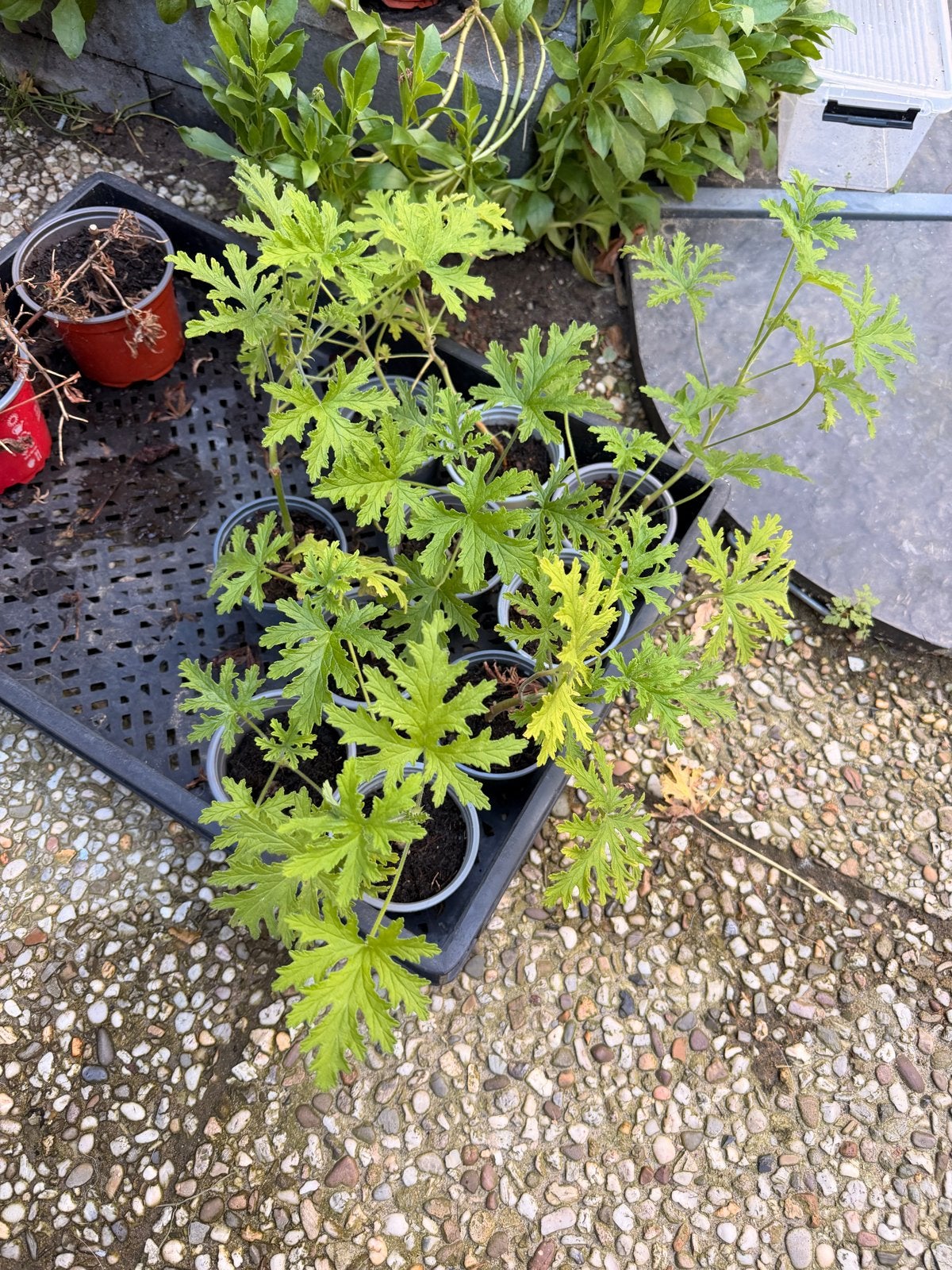Citroen geraniums - goed geworteld (5 stuks) prijs p/s, Ophalen, Volle zon, Vaste plant, Kruiden