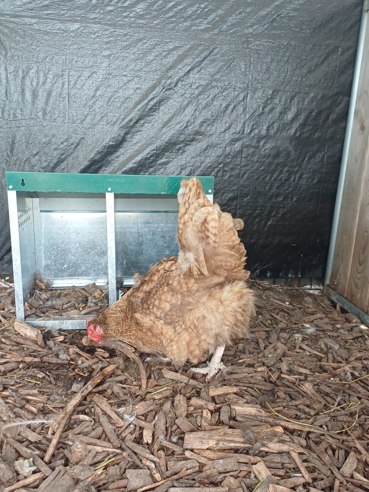 Mooie toom orpingtons te koop, Dieren en Toebehoren, Pluimvee, Meerdere dieren, Kip