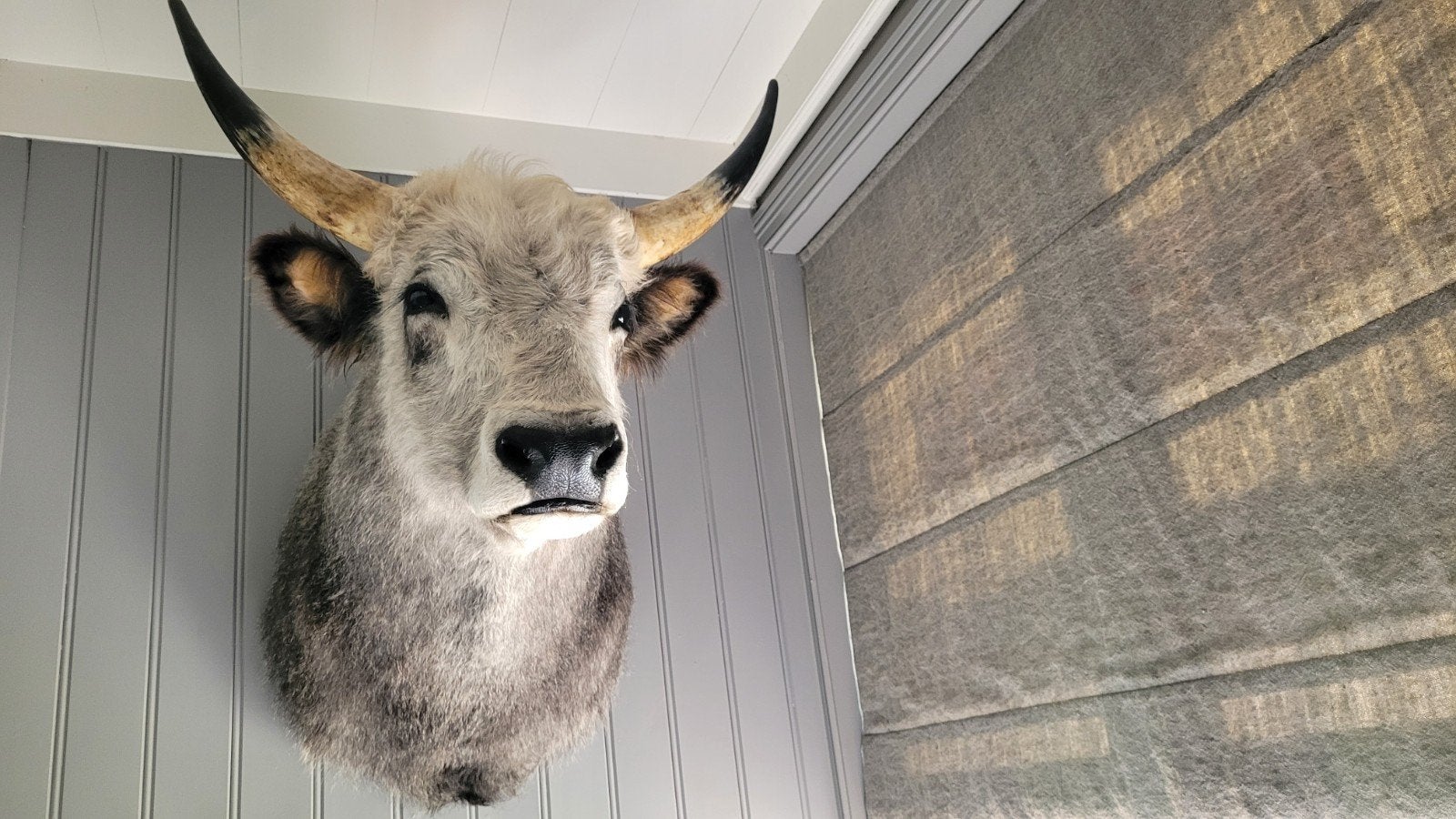 Nieuw Opgezette Stepperund - Taxidermie Koe. Opgezet dier, Verzamelen, Ophalen, Nieuw, Boerderijdier, Opgezet dier