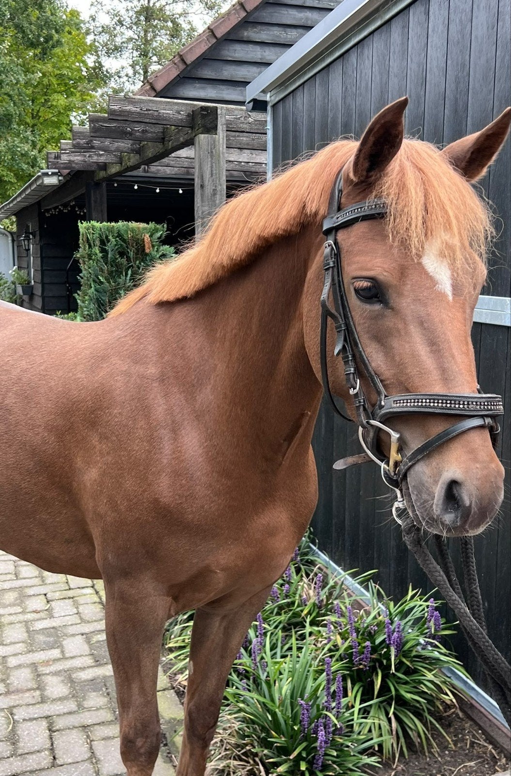 d pony voorlopig kroon, Merrie, Met stamboom, Niet van toepassing, 3 tot 6 jaar