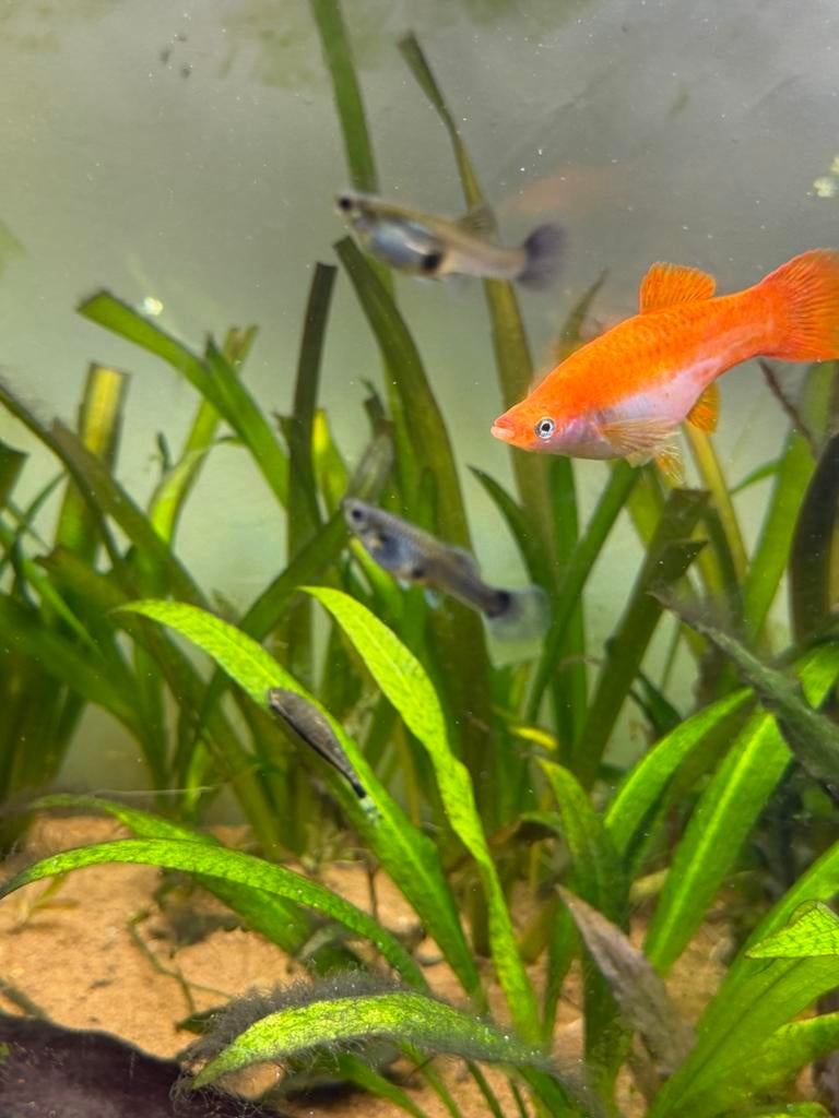 Jonge guppys gratis, Dieren en Toebehoren, Vissen | Aquariumvissen, Vis, Zoetwatervis