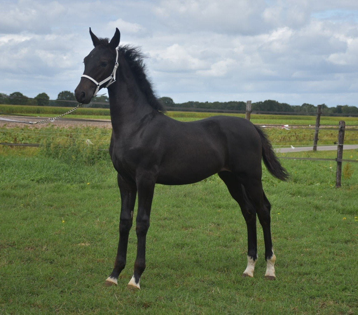 Tekoop: Zwart Tuigpaard Merrie Veulen, Merrie, Met stamboom, 0 tot 2 jaar, Tuigpaard