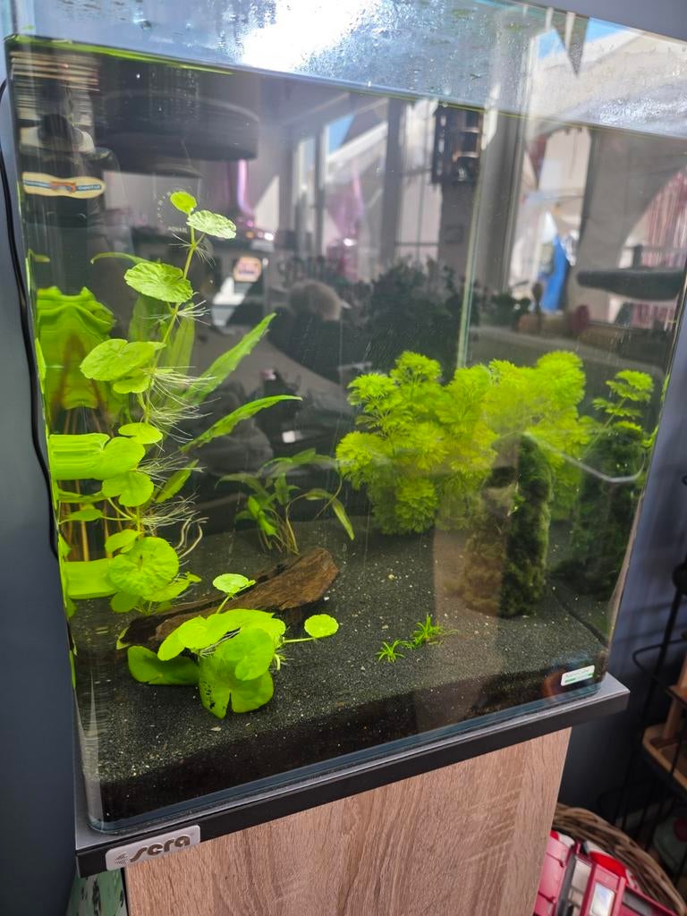 Dennerle NanoCube 60l aquarium met Sera onderkast, Ophalen, Gevuld zoetwateraquarium