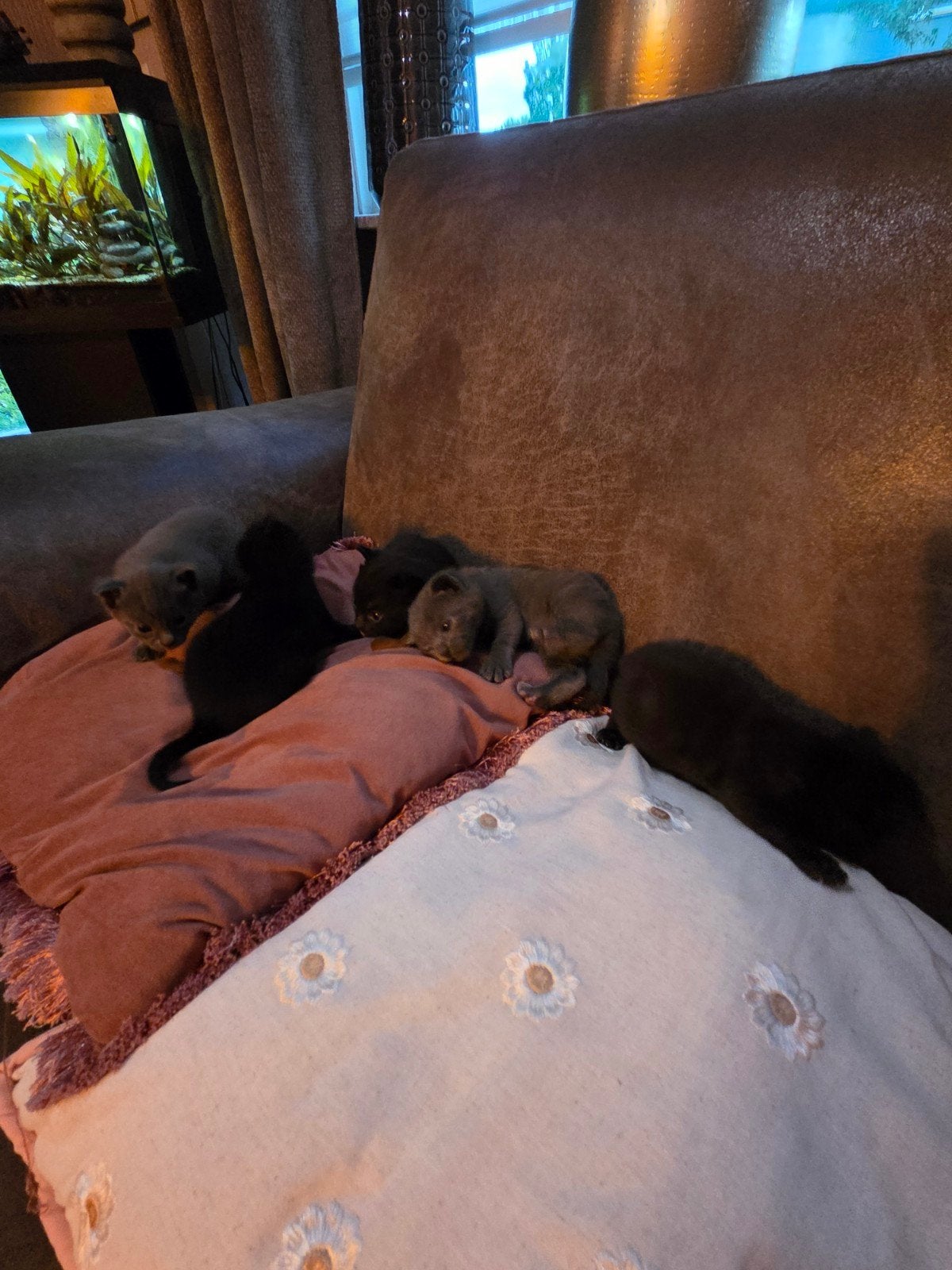 Lieve kittens