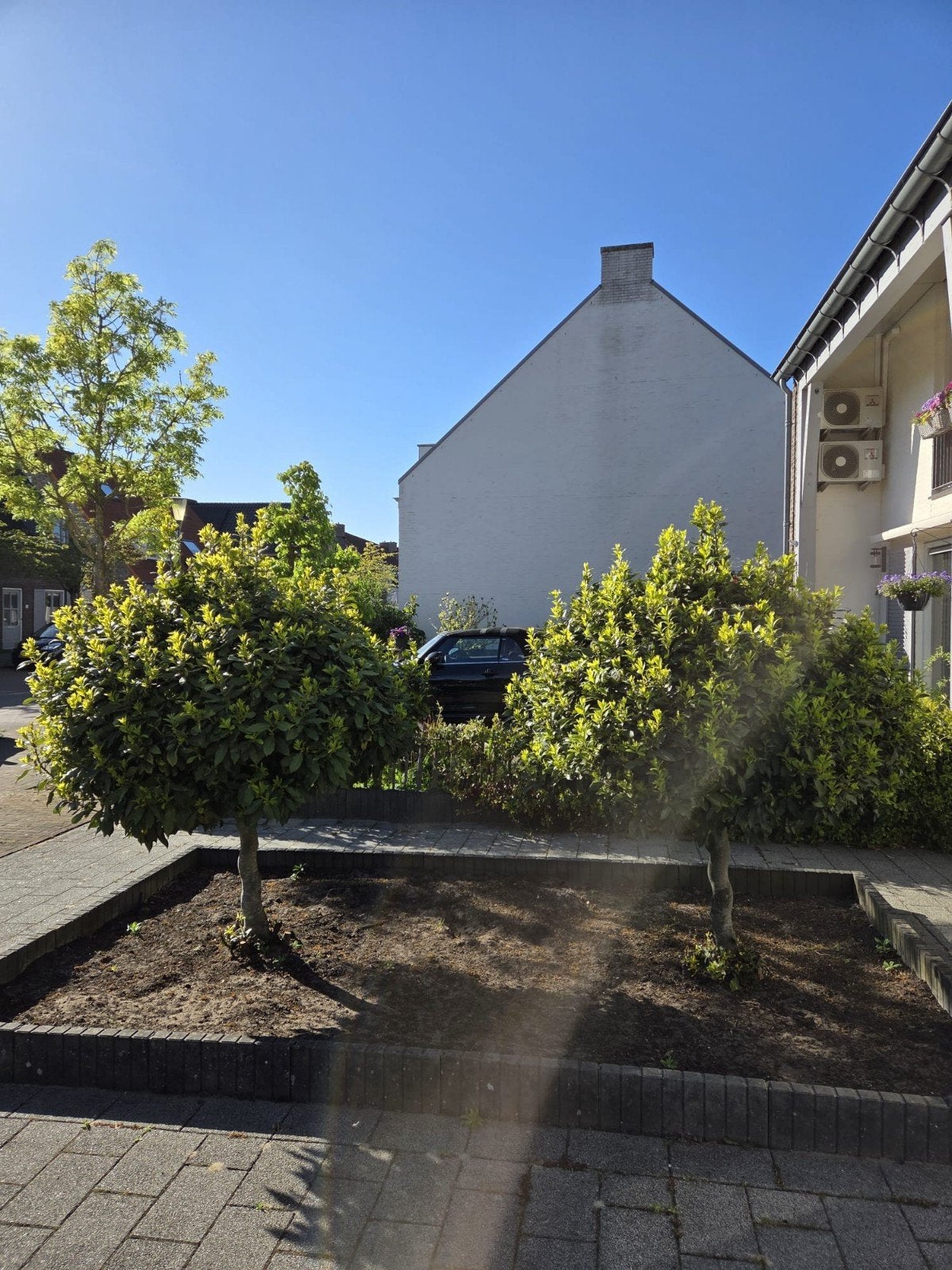 Laurierboom - 2 stuks, Ophalen, Volle zon, Overige soorten, 100 tot 250 cm