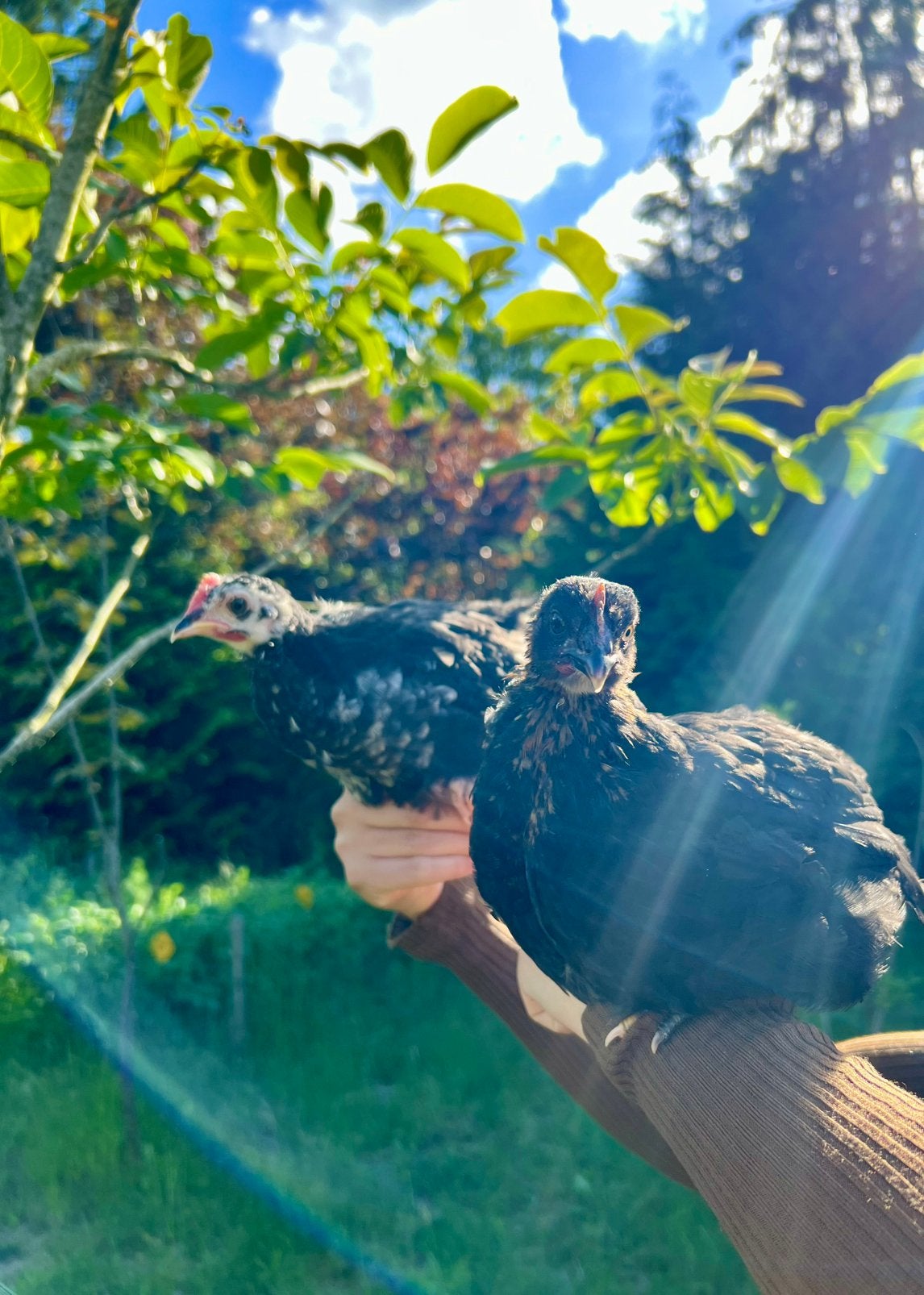 Twee kleurleggers, Dieren en Toebehoren, Pluimvee, Geslacht onbekend, Kip