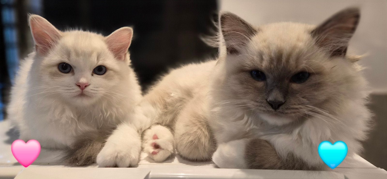Mooie Ragdoll / Siberische kittens aangeboden, Meerdere dieren, Langharig, 0 tot 2 jaar
