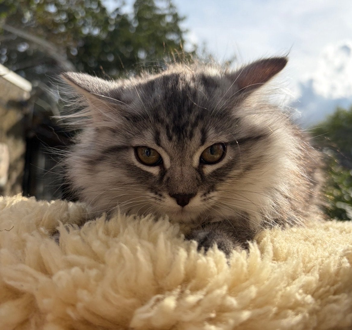 Prachtige raszuivere Sibersche kitten, Kater, Met stamboom, 0 tot 2 jaar