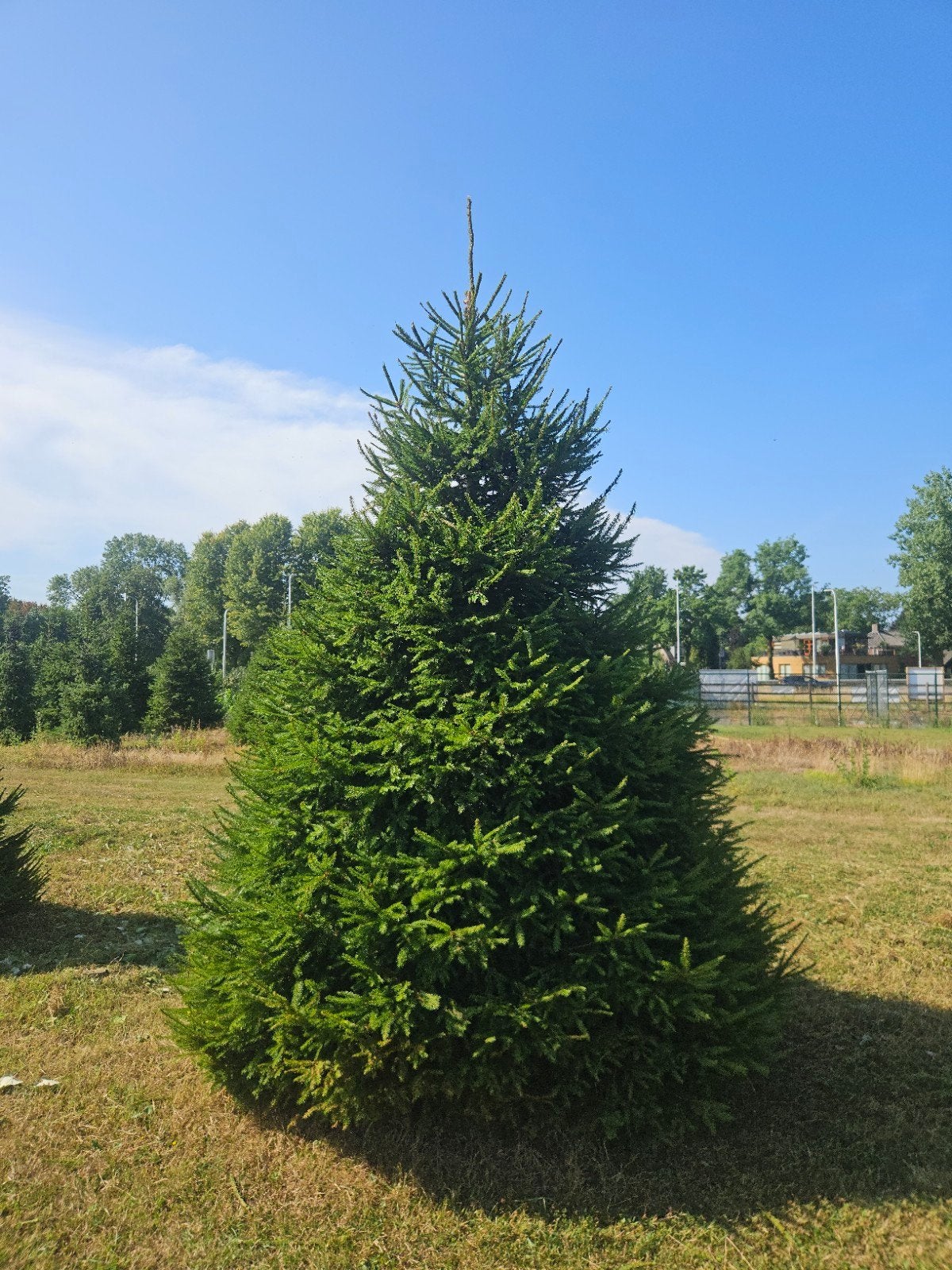 Grote kerstboom vanaf 3,5 meter | Picea abies, Diversen, Kerst, Ophalen of Verzenden