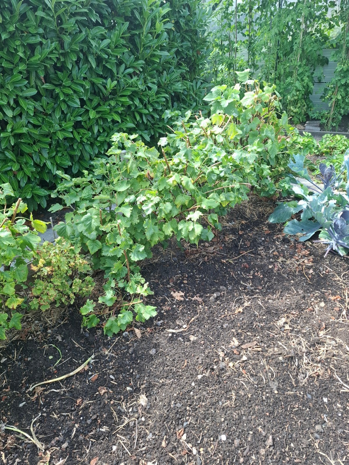 Frambozenplanten en zwarte bessen struiken, Ophalen, Overige soorten, Volle zon